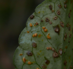 Coleosporium campanulae