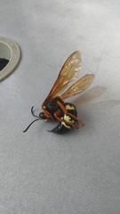 Sphecius speciosus