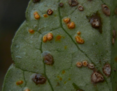 Coleosporium campanulae