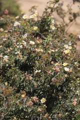 Rosa abyssinica