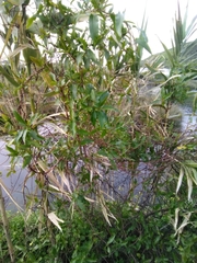 Muehlenbeckia sagittifolia