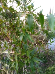 Muehlenbeckia sagittifolia