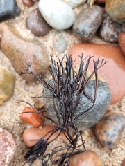 Furcellaria lumbricalis