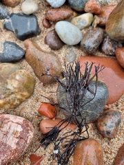 Furcellaria lumbricalis