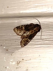 Phosphila turbulenta