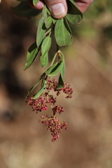 Rumex nervosus