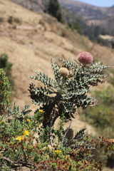 Echinops longisetus