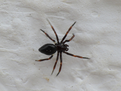 Euryopis episinoides