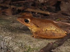 Polypedates megacephalus