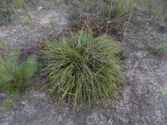 Carex ericetorum