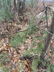 Pinus sylvestris