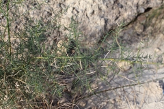 Asparagus horridus