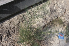 Asparagus horridus