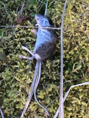 Peromyscus keeni