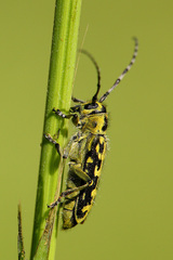 Saperda scalaris