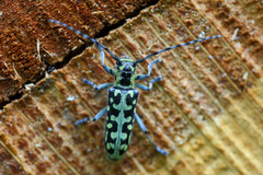 Saperda scalaris