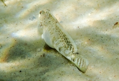 Favonigobius lateralis