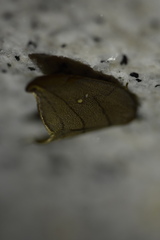 Pseudalbara parvula