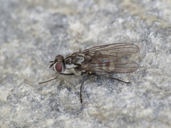 Limnophora