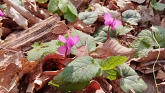 Cyclamen coum