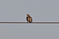 Turdus eunomus