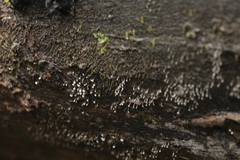 Nectria pseudotrichia