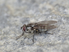Limnophora