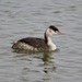 Eurasian Great Crested Grebe - Photo (c) Jiro Iguchi, some rights reserved (CC BY-NC), uploaded by Jiro Iguchi