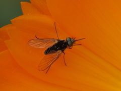 Parageron gratus