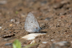 Celastrina lavendularis