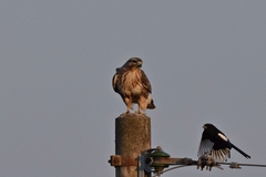 Buteo japonicus