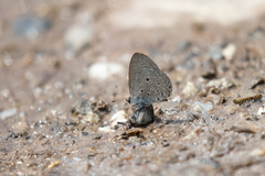 Celastrina lavendularis
