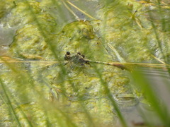 Arigomphus submedianus