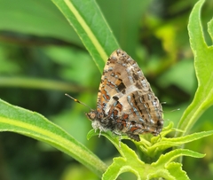 Catapaecilma major