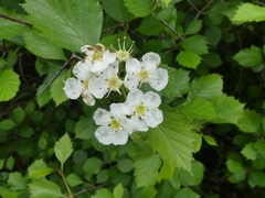Crataegus chrysocarpa chrysocarpa