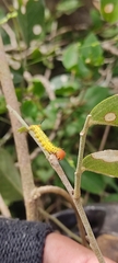 Heliconius erato