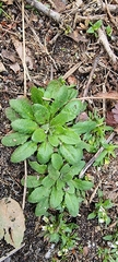 Arabidopsis thaliana