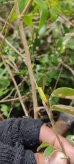 Heliconius erato