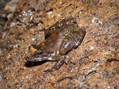 Buergeria oxycephala