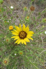 Grindelia pulchella