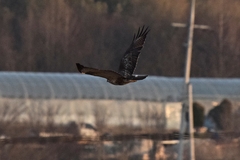 Buteo japonicus