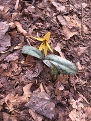 Erythronium americanum