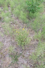 Grindelia pulchella