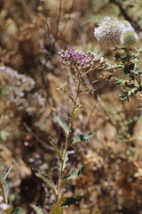 Laggera