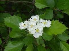 Crataegus chrysocarpa chrysocarpa
