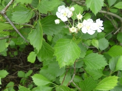 Crataegus chrysocarpa chrysocarpa