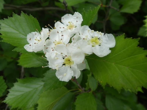 Crataegus chrysocarpa var. chrysocarpa