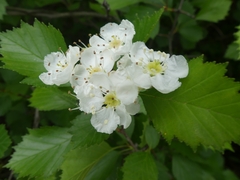 Crataegus chrysocarpa chrysocarpa