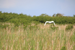 Ardeidae