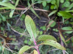 Hygrophila pogonocalyx